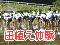 田植え体験